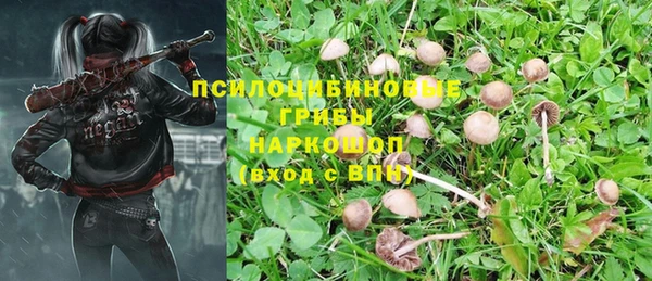 PSILOCYBIN Горно-Алтайск